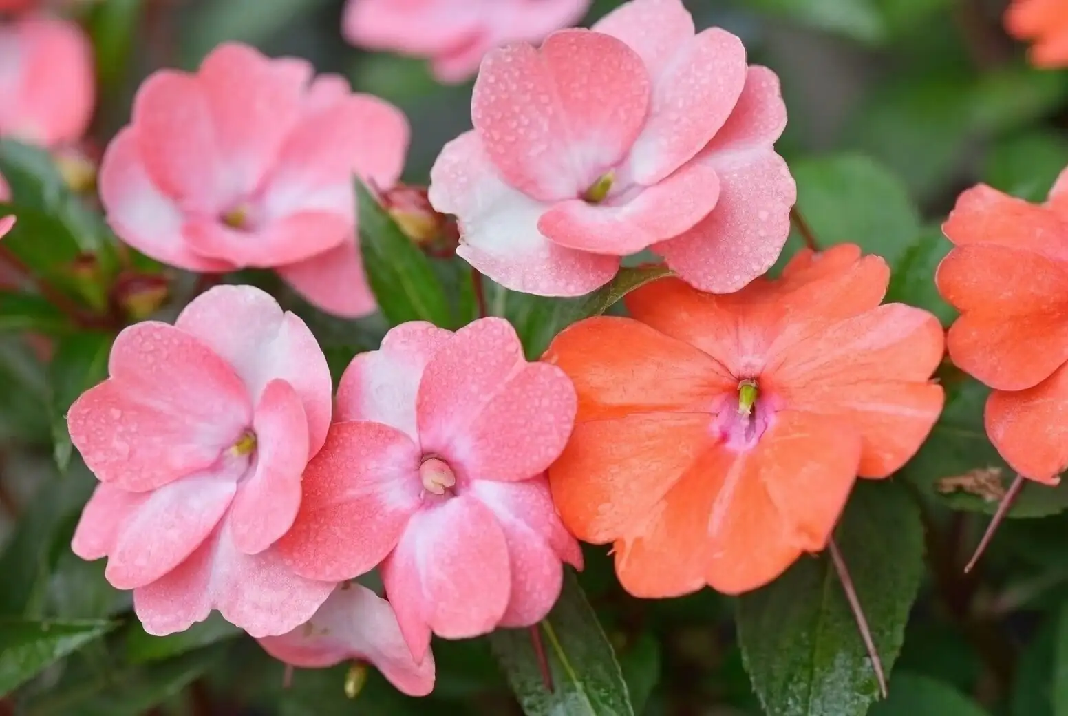 impatiens petal water spots close-up