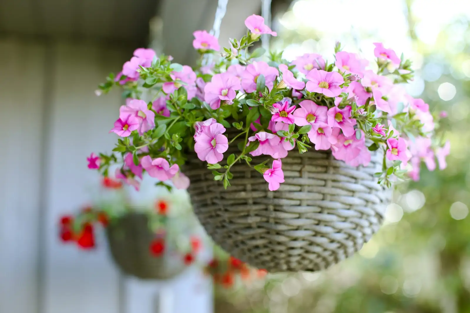What Does Busy Lizzie Mean? Flower Language from ‘Impatiens’ to Cheerful Hospitality