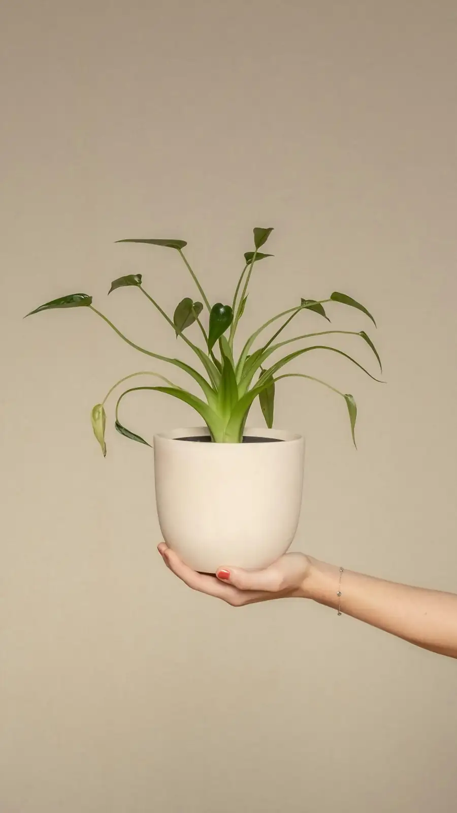 busy lizzie gift potted plant
