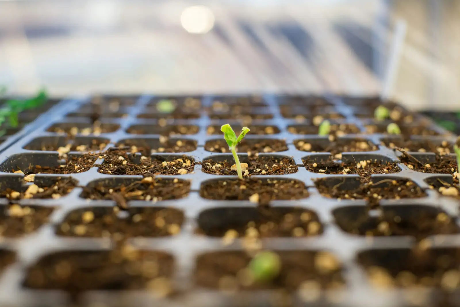 impatiens seeds surface sowing tray