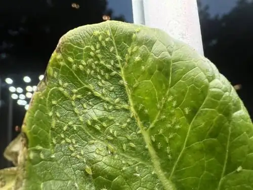 impatiens leaves aphids close up