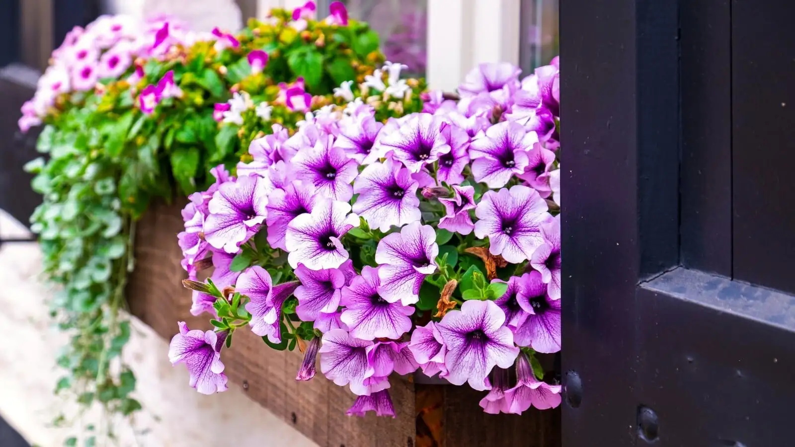impatiens silver dichondra window box