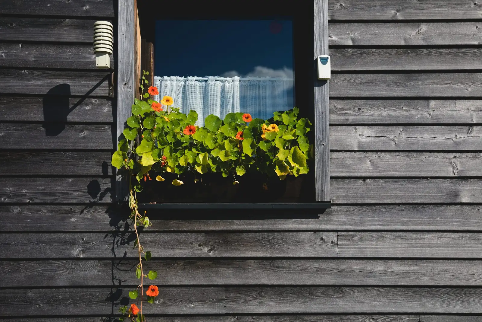 impatiens window box planting top view