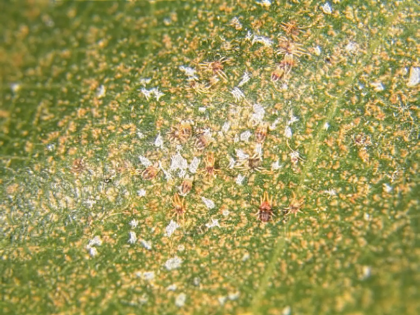 impatiens leaf spider mites close-up