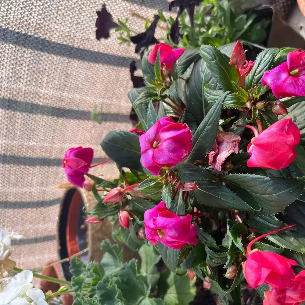 impatiens shade cloth setup