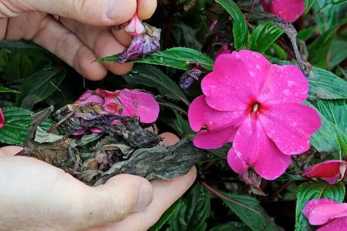 busy lizzie deadheading flowers