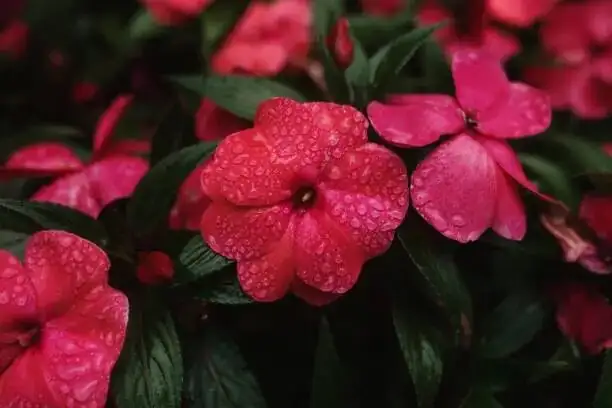 impatiens walleriana bright filtered light