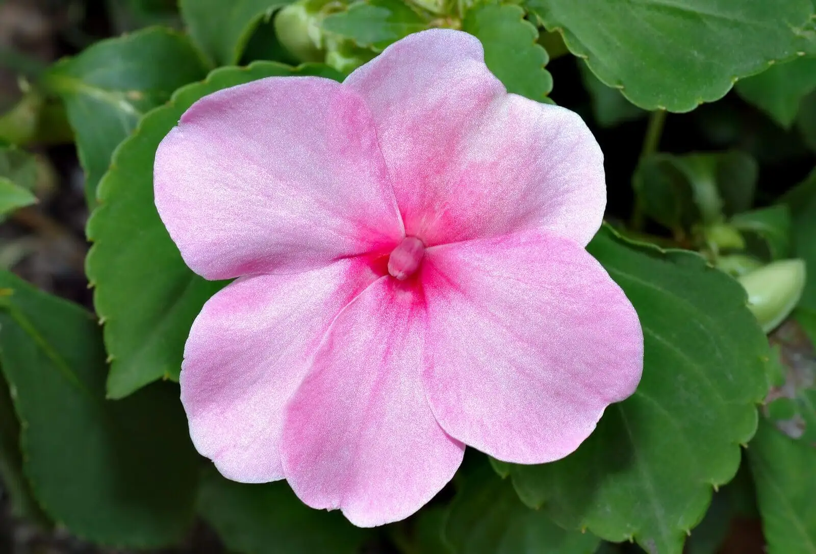 From Summer Annual to Cozy Houseplant: How to Overwinter Busy Lizzie Without Drama