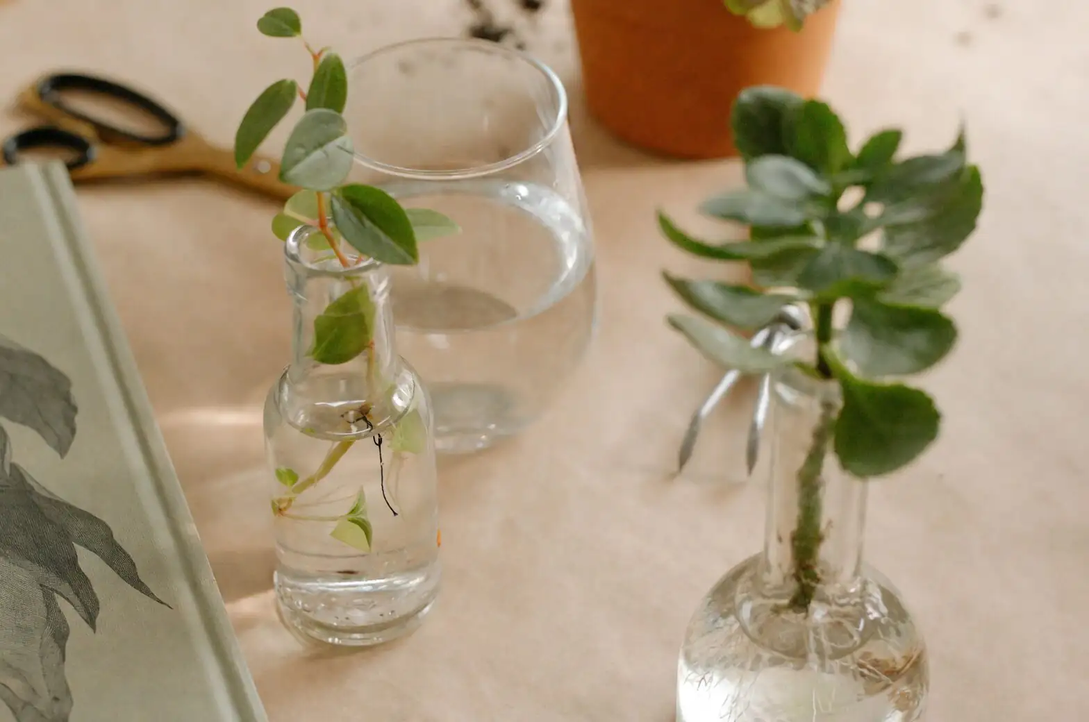 busy lizzie stem cuttings rooting