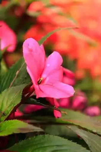 Busy Lizzie vs. New Guinea Impatiens vs. SunPatiens: Which One Thrives on Your Balcony?