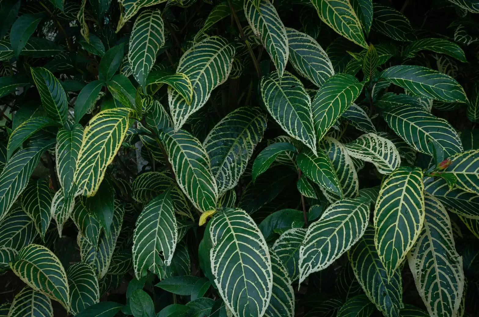 new guinea impatiens variegated leaves