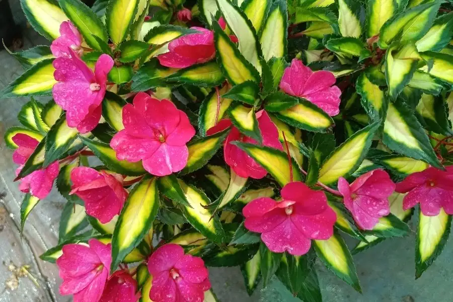 sunpatiens full sun patio planter