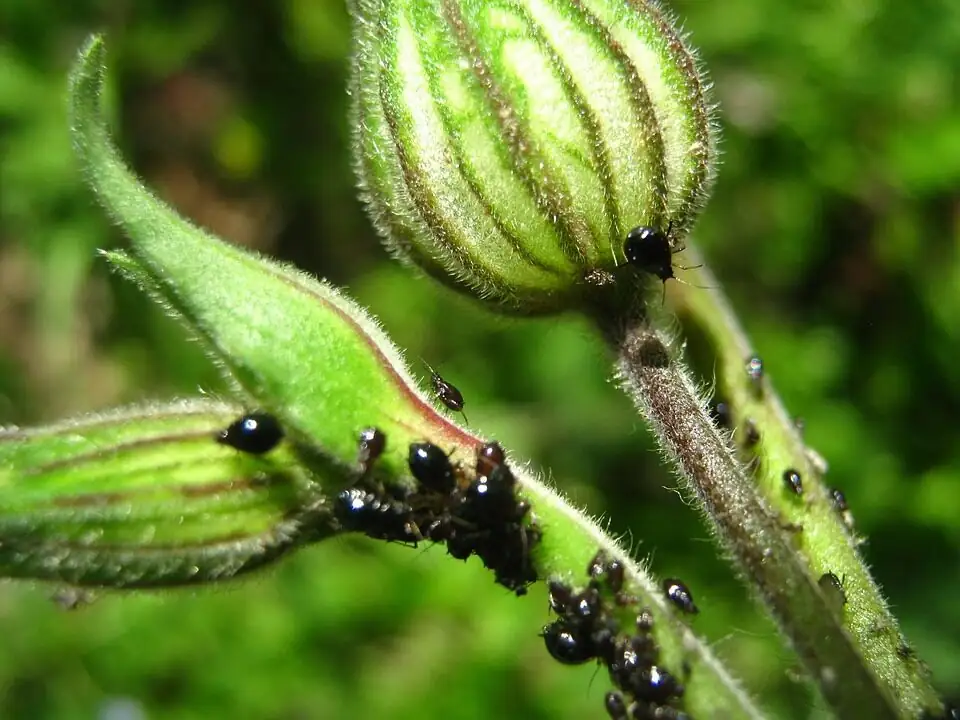 impatiens aphids on buds