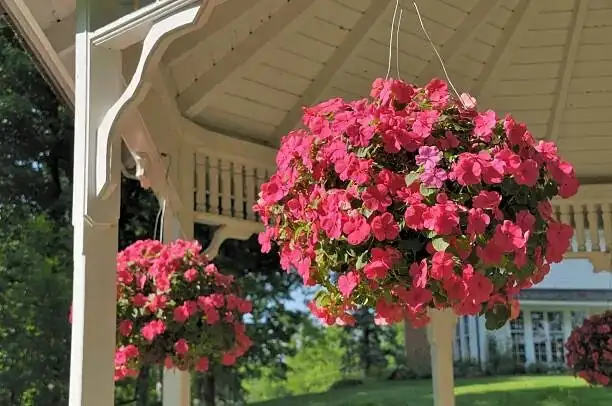 impatiens walleriana hanging basket balcony
