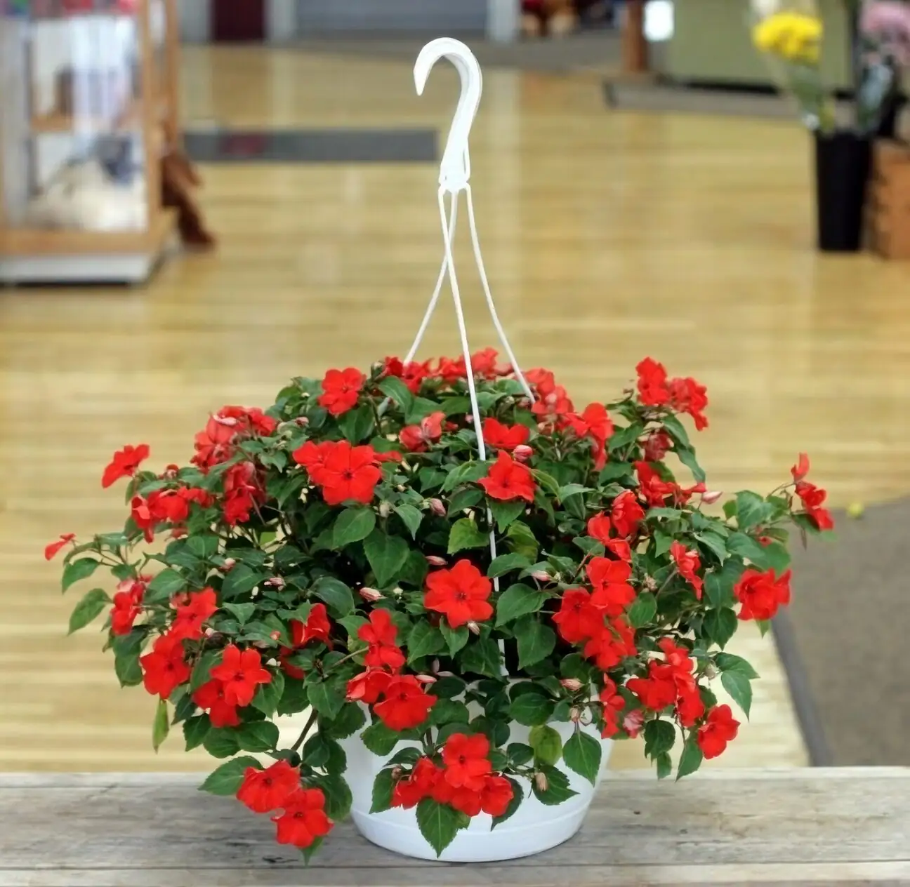 impatiens ball-shaped hanging basket