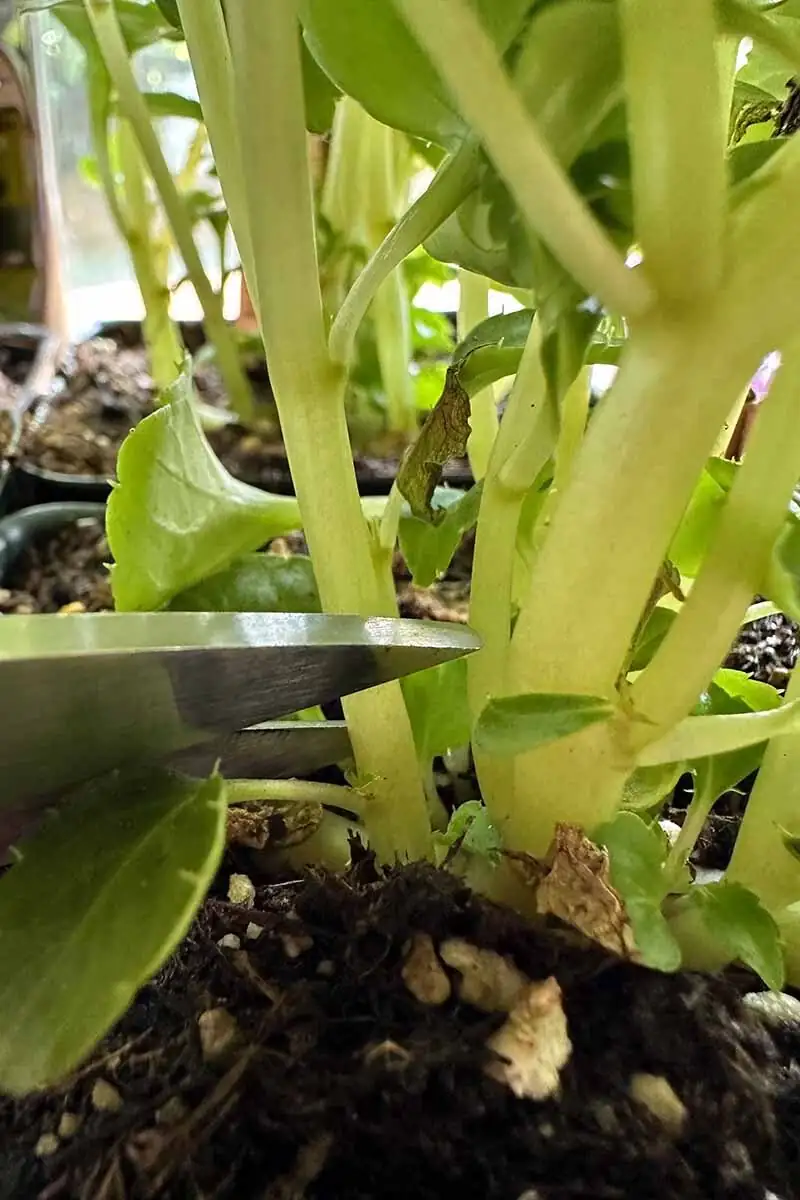 african impatiens stem cuttings rooting