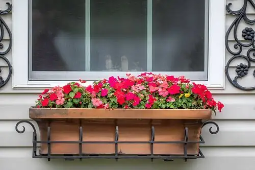impatiens full bloom window box
