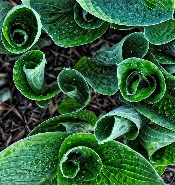 african impatiens shade net setup