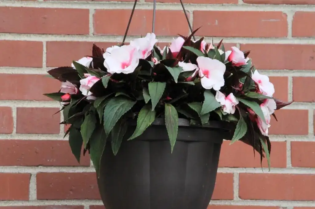 african impatiens watering pot edge