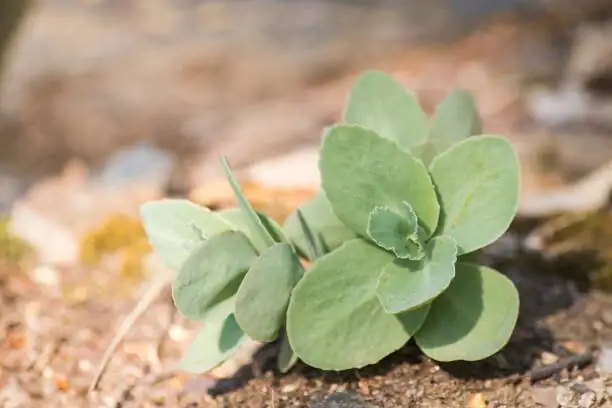 Bright, Fuzzy, and Not Too Thirsty: The Foolproof Care Playbook for the Vicks Plant