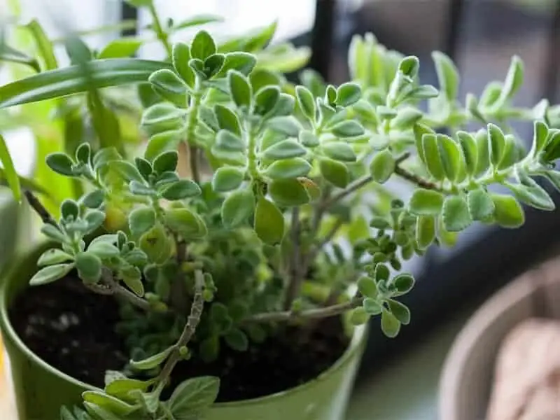 vicks plant watering terracotta pot