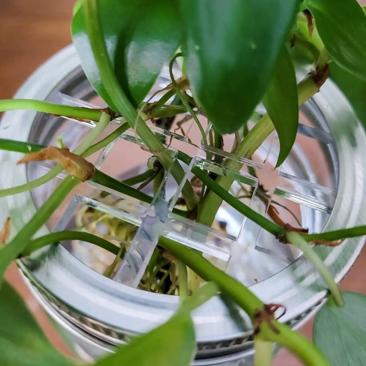 vicks plant water propagation jar