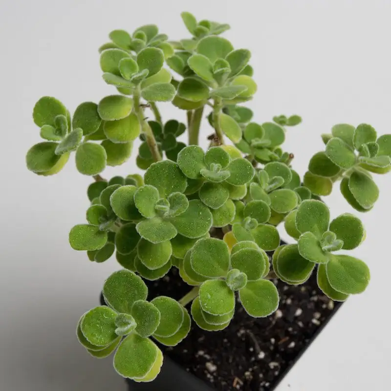 Mealybugs vs. Menthol: Save a Suddenly Wilting Vicks Plant with This Troubleshooting Checklist