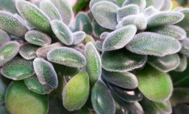 Vicks plant mealybugs close-up