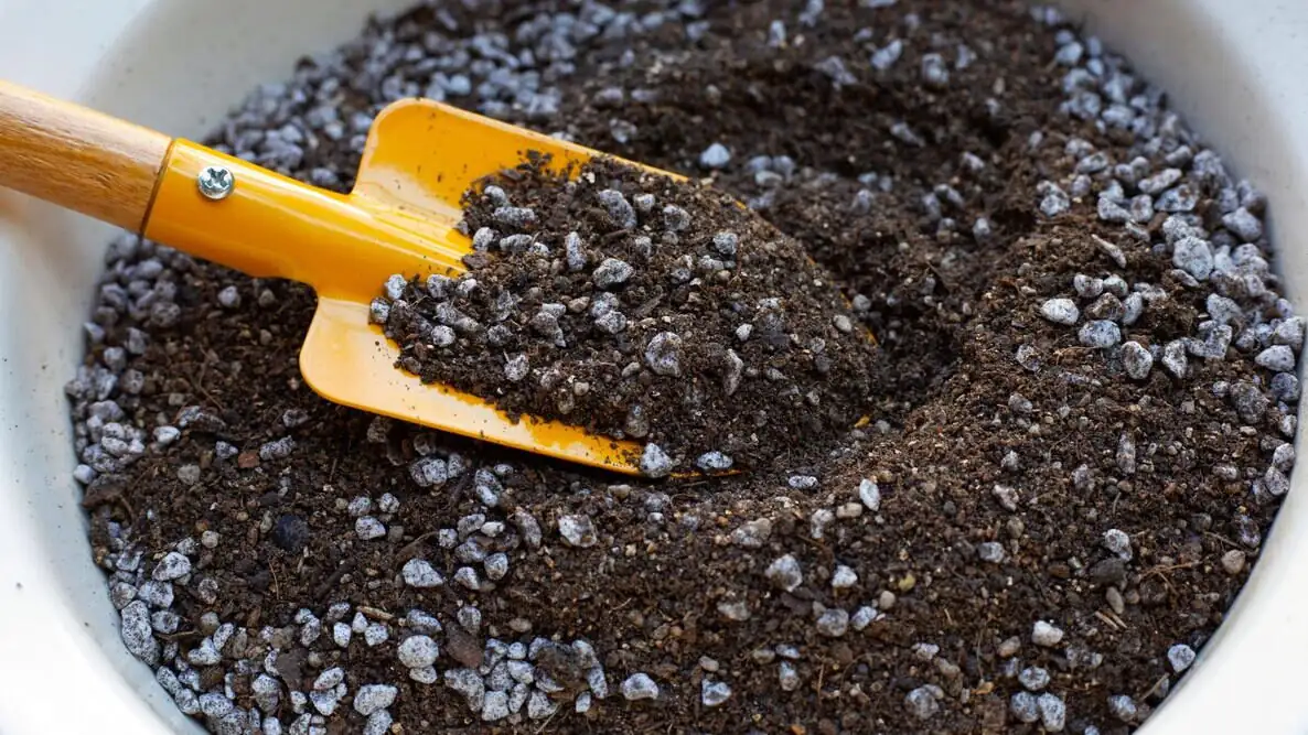 Vicks plant repotting perlite mix