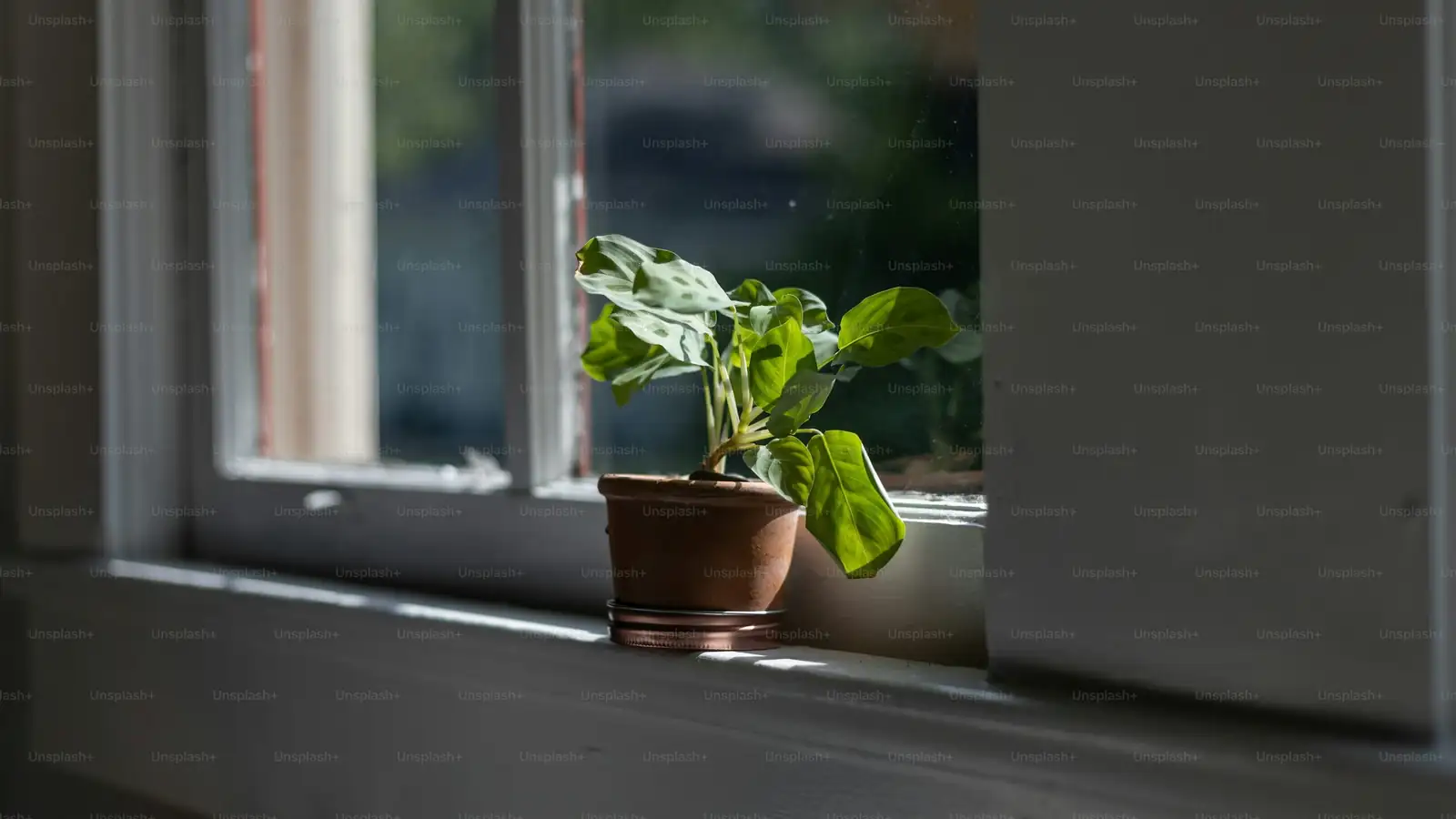 From African Hillsides to Your Windowsill: How the ‘Vicks Plant’ Got Its Name (and Its Fame)