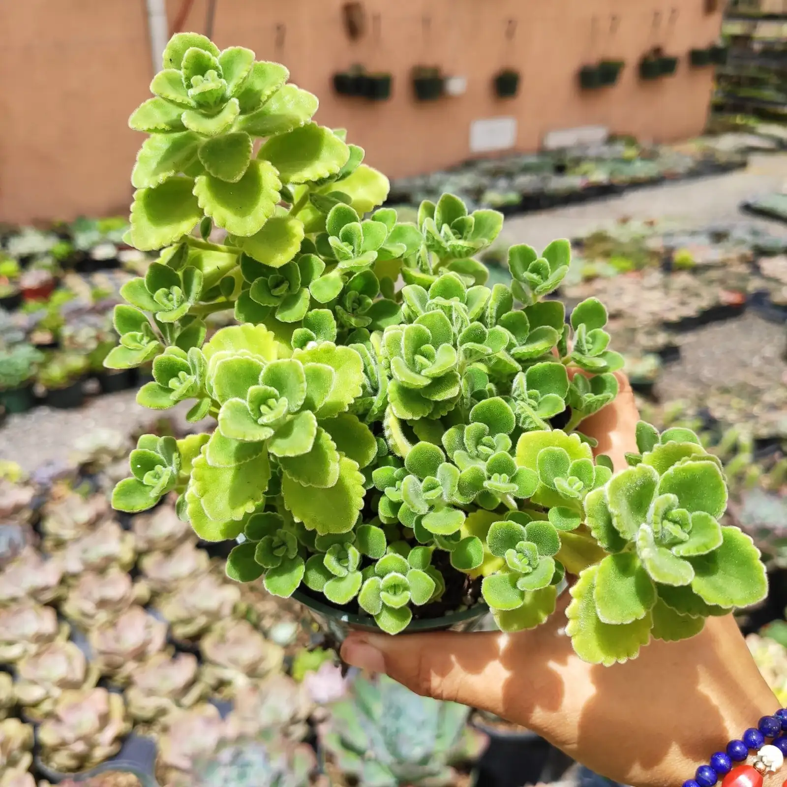 Vicks plant on African hillside