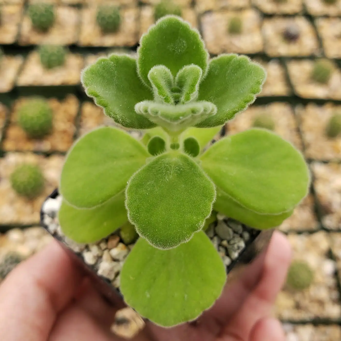 Why a Gentle Touch Makes It Smell Stronger: The Fuzzy-Leaf Secrets of Plectranthus hadiensis var. tomentosus