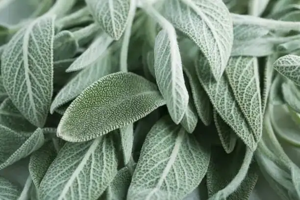 vicks plant leaf hairs macro
