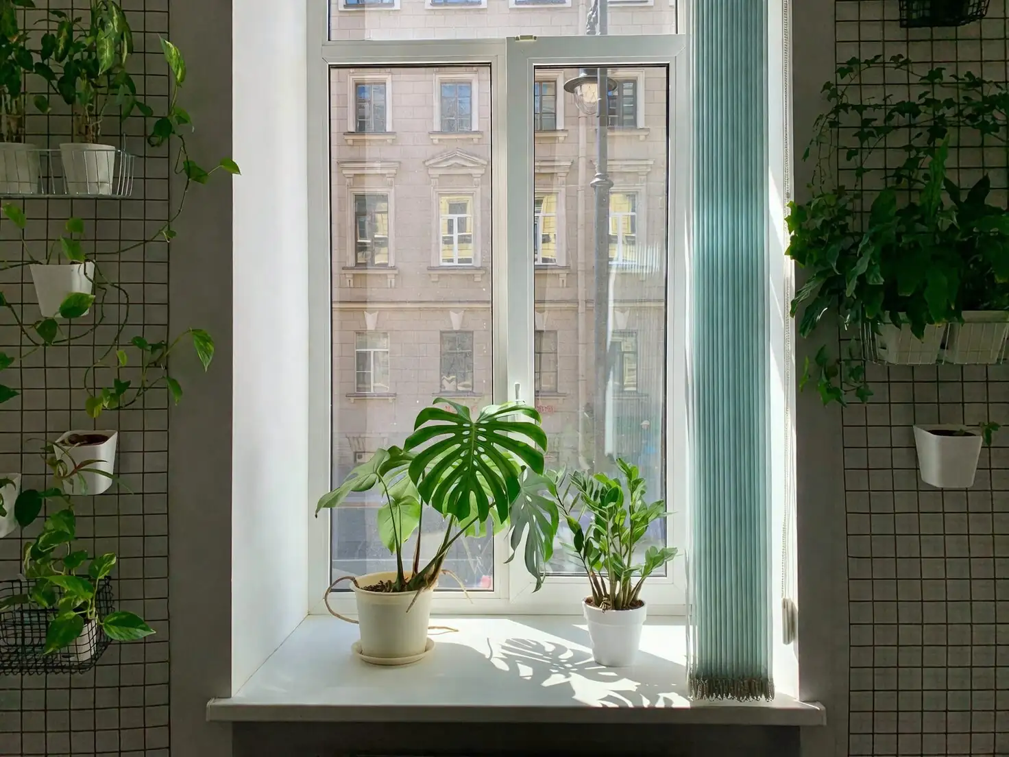 Freshness, Comfort, and Good Luck: The Vicks Plant’s Symbolism (and Why It Has No Classical Flower Language)