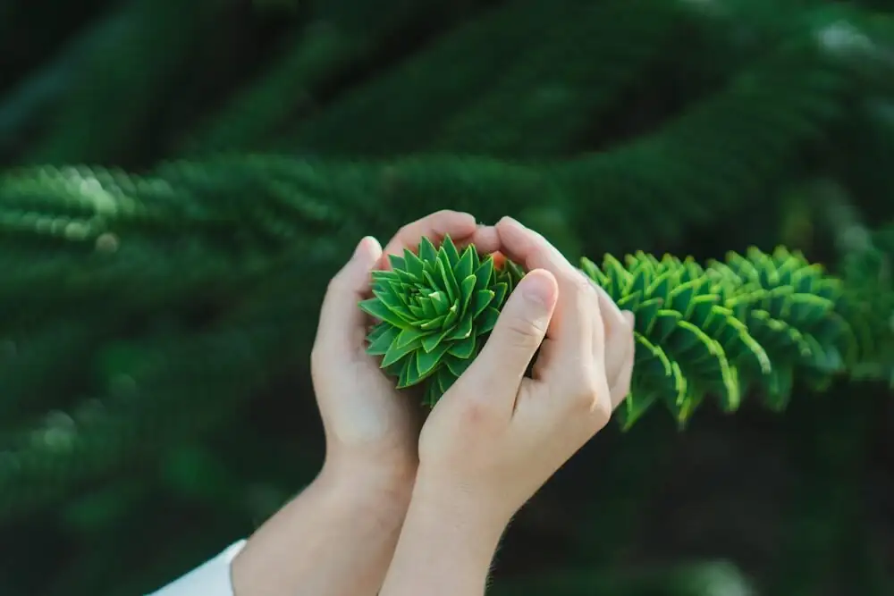 Vicks plant hand rubbing leaves