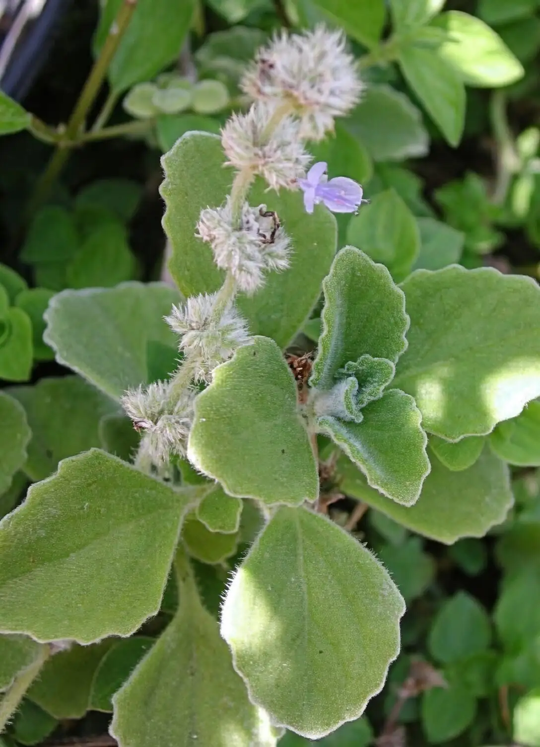Cozy Scentscaping: Styling a Fuzzy, Minty Vicks Plant for Desks, Shelves, and Sunny Sills