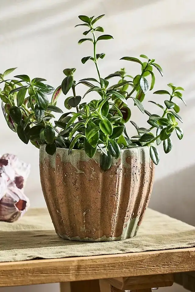 vicks plant terracotta ribbed pot