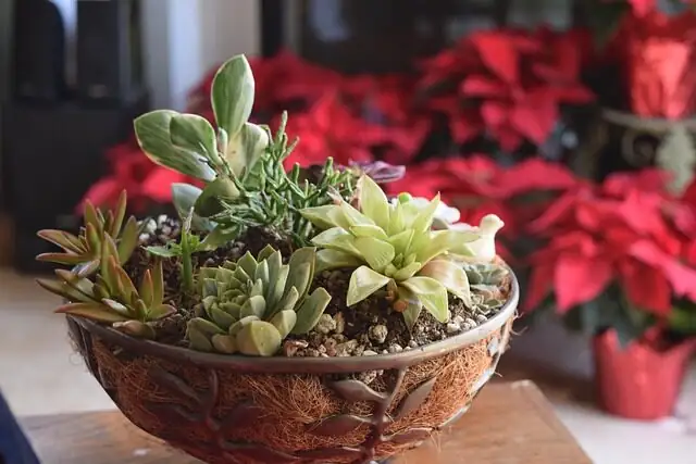 vicks plant low bowl arrangement