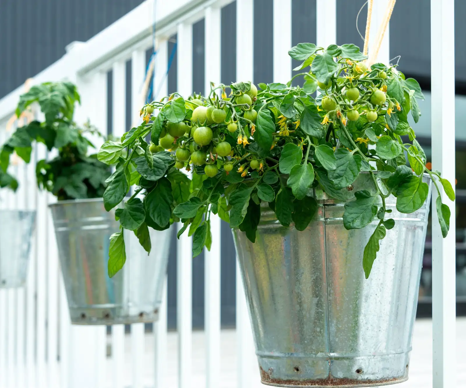 Minty Bodyguard on the Balcony: Companion Pairings and Layouts That Let Vicks Plant Shine