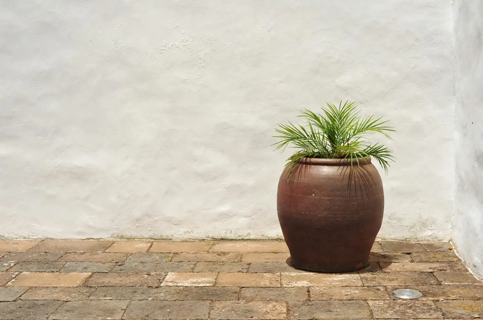 Vicks plant terracotta pot gritty mix