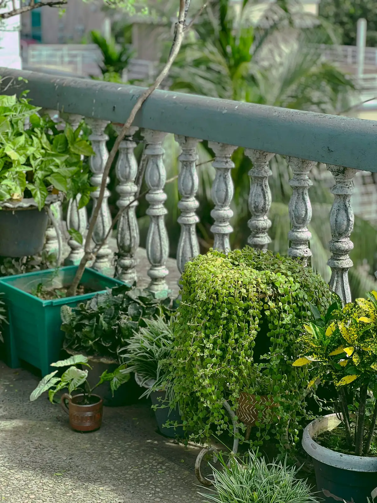 Vicks plant railing planter marigolds