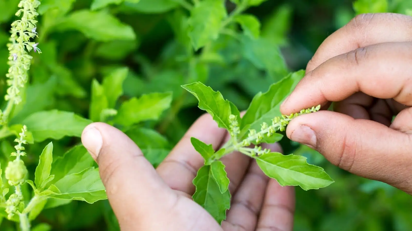 Vicks plant pinching tips hands