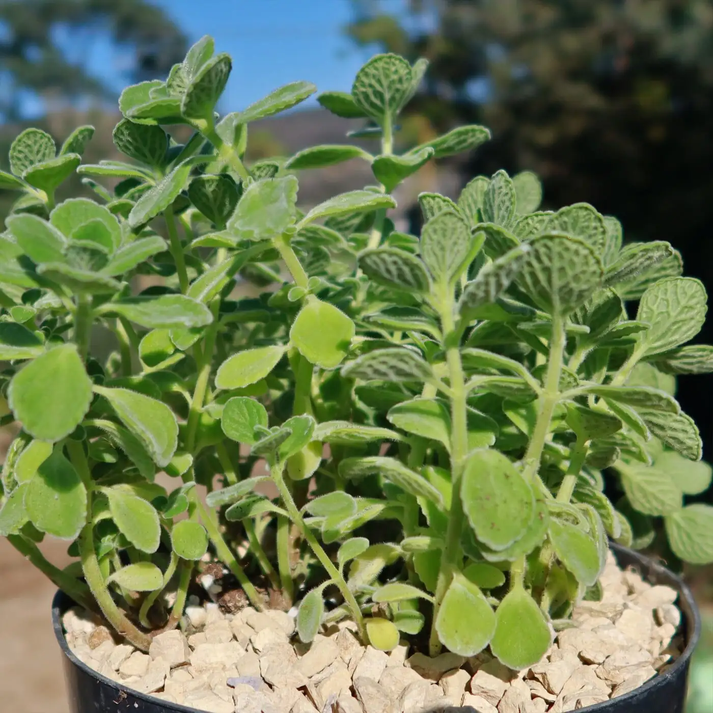 Winter-Proof Your Vicks Plant: Keep It Happy Above 50°F With Light, Airflow, and Smarter Watering