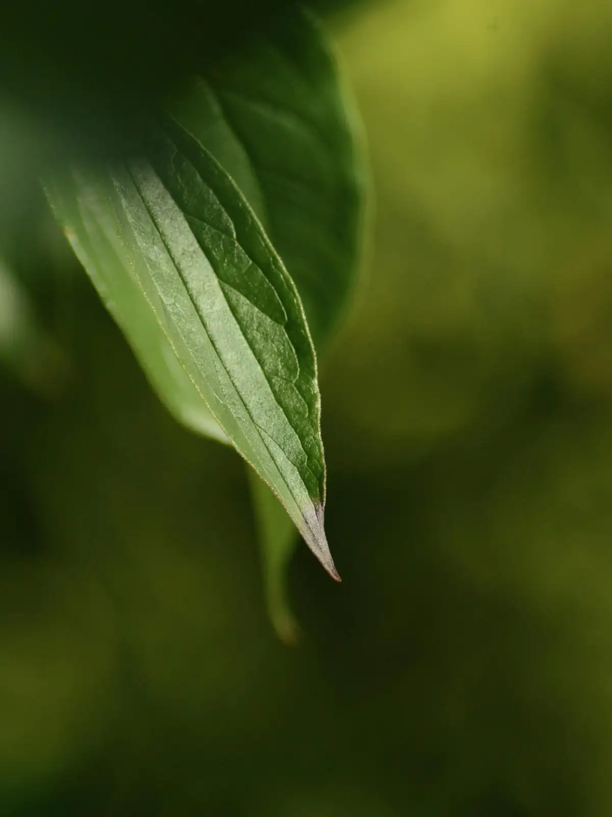 vicks plant velvety leaves close-up