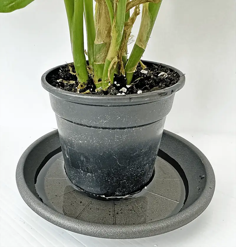 vicks plant watering draining saucer