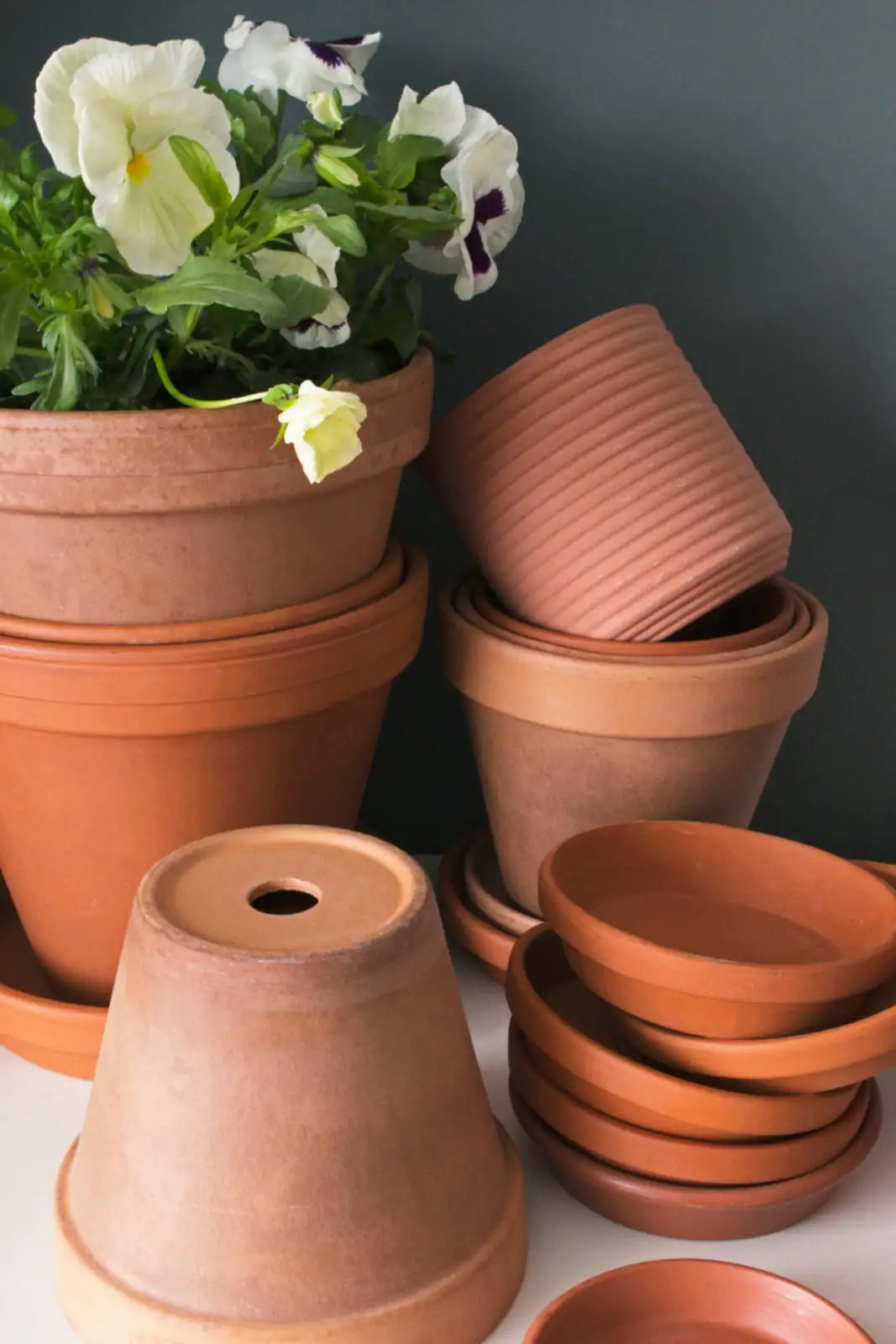 vicks plant terracotta pot perlite mix