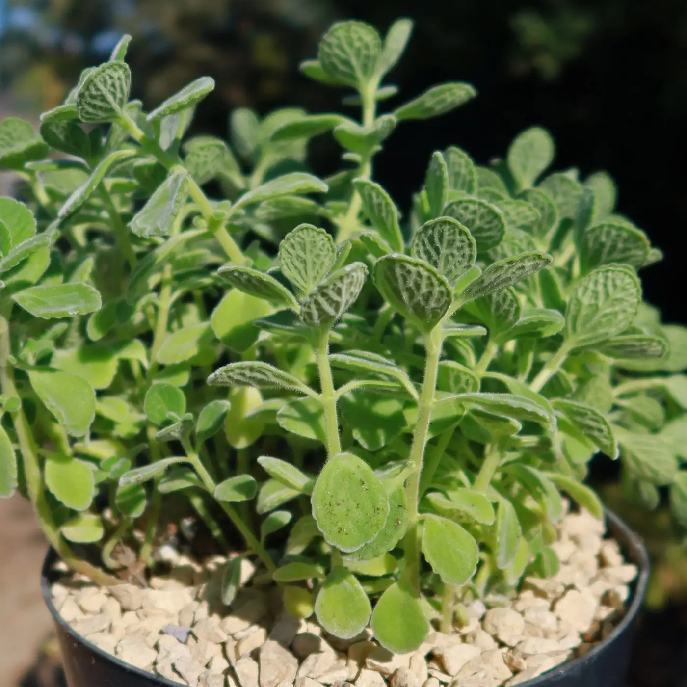 vicks plant vs cuban oregano leaves
