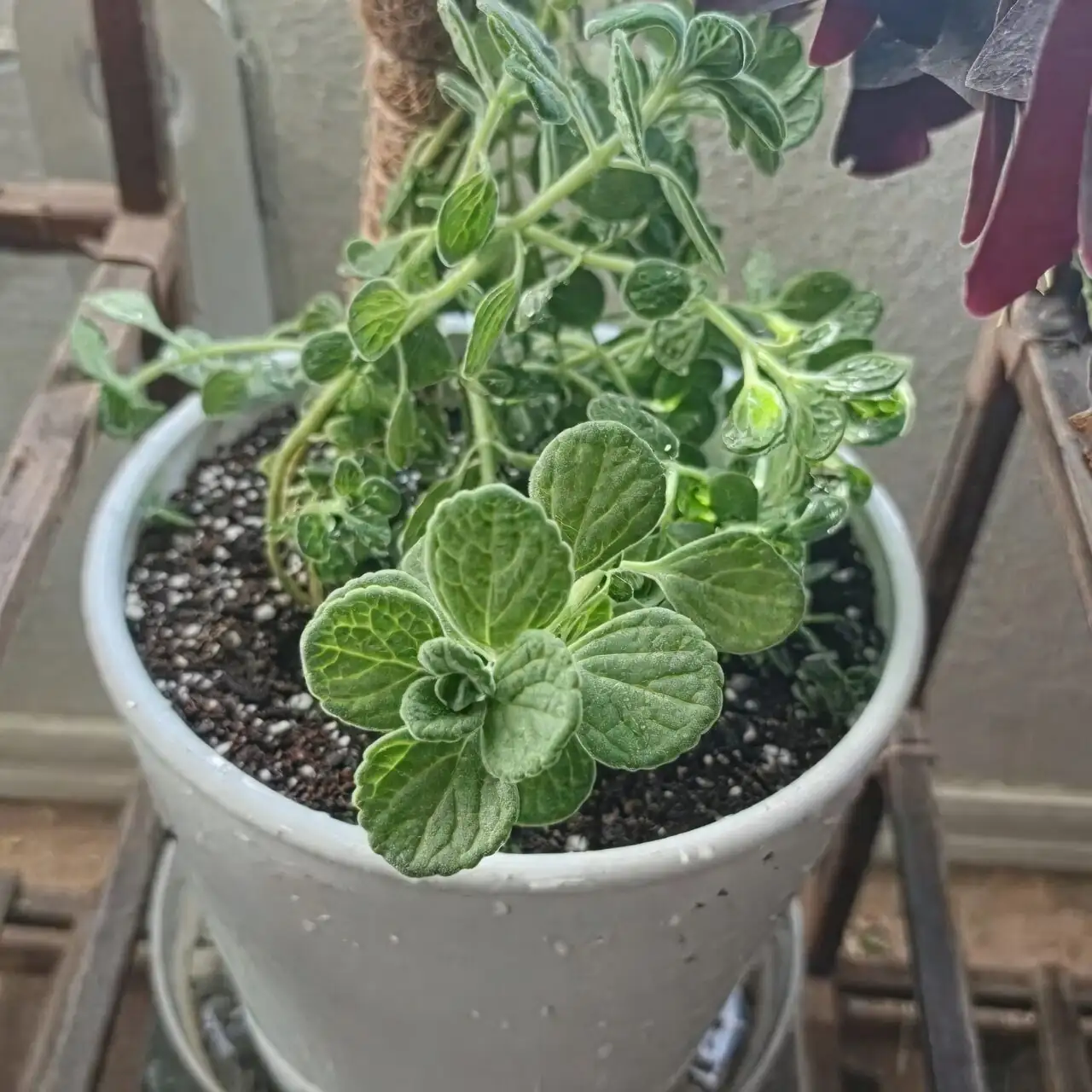 vicks plant on sunny windowsill