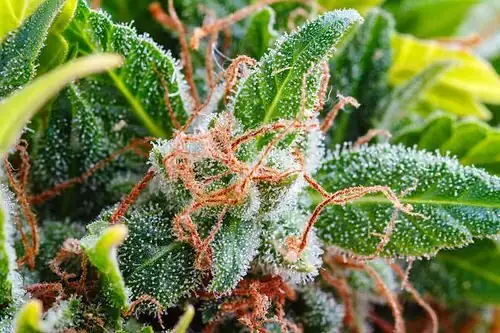 Vicks plant leaf trichomes macro