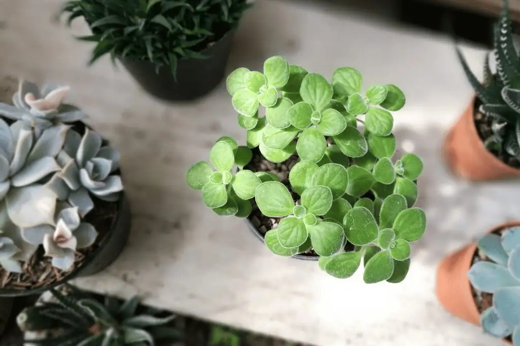 Vicks plant repotting perlite mix
